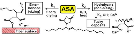 asa size in cm|Understanding alkenyl succinic anhydride (ASA) size reversion .